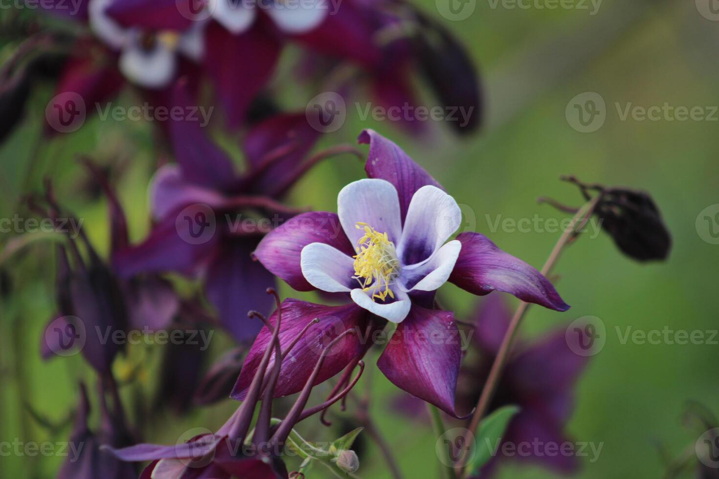 Aquilegia coerulea, the Colorado blue columbine, is a species of flowering plant in the buttercup family Ranunculaceae, photo