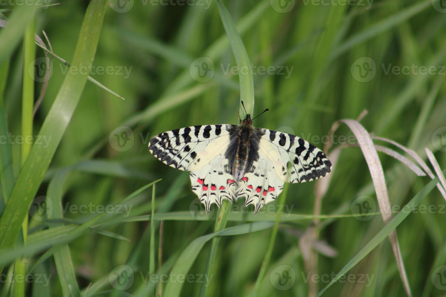 Allancastria is a genus of palaearctic swallowtail butterflies in the subfamily parnassiinae photo