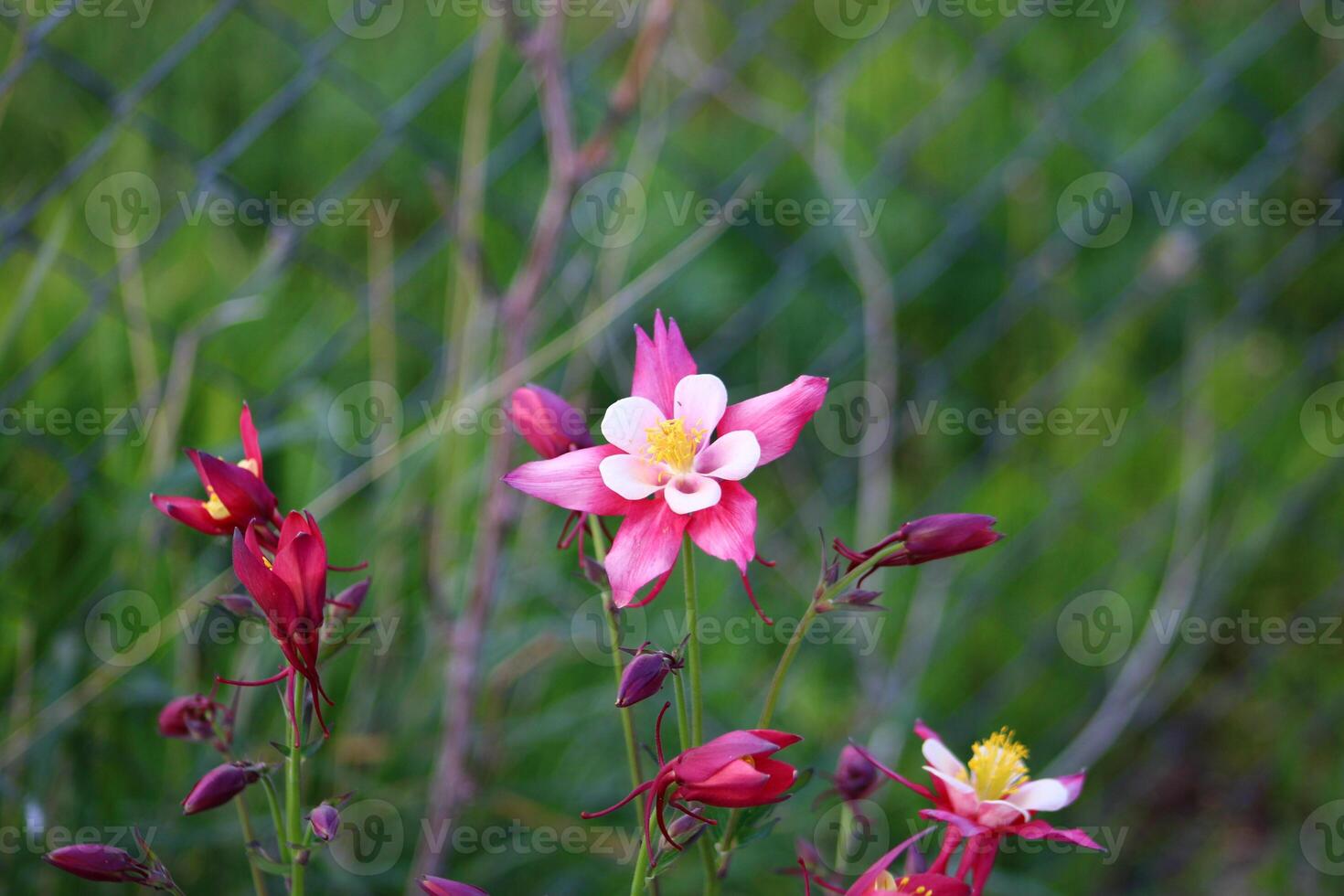 Aquilegia coerulea, the Colorado blue columbine, is a species of flowering plant in the buttercup family Ranunculaceae, photo