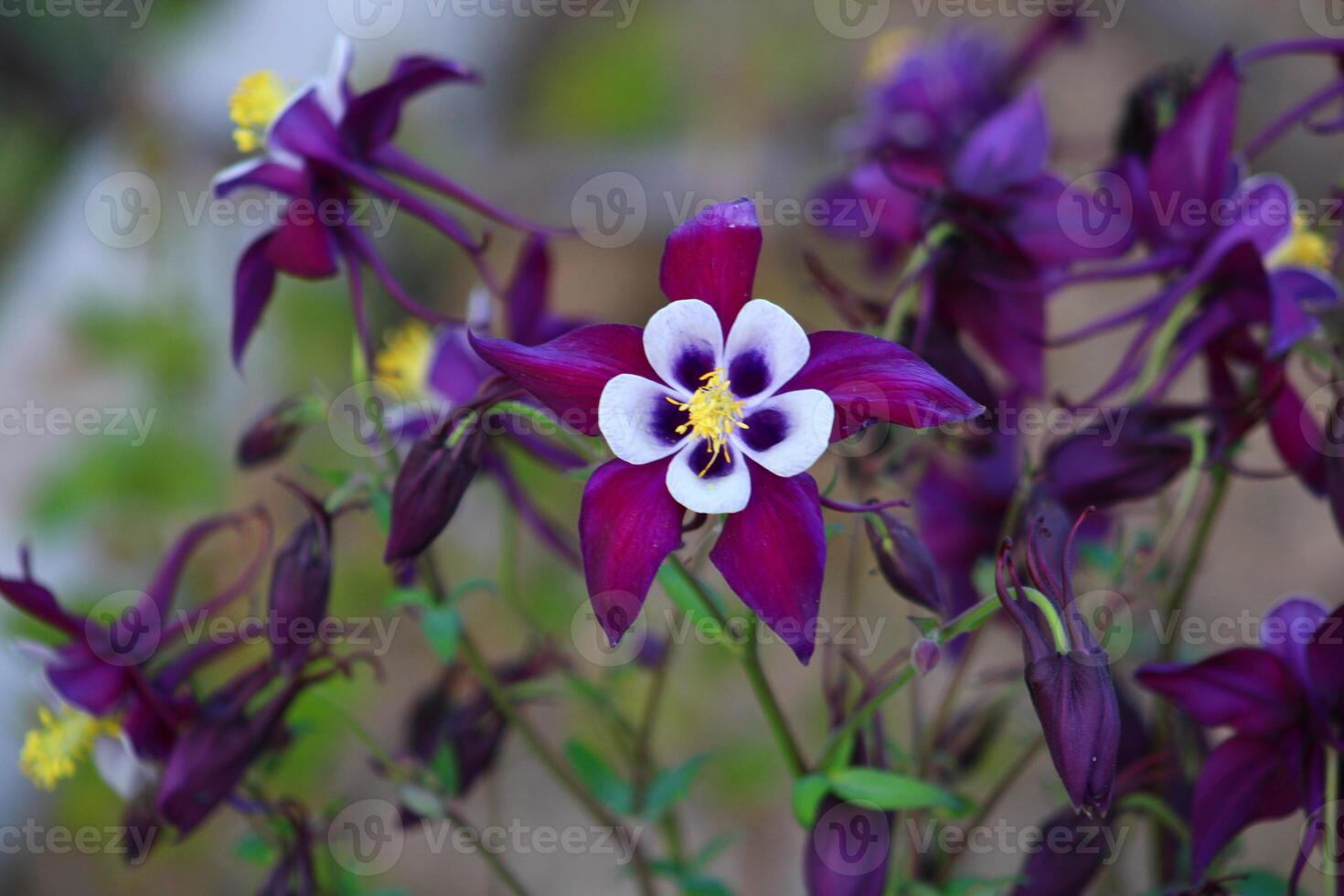 Aquilegia coerulea, the Colorado blue columbine, is a species of flowering plant in the buttercup family Ranunculaceae, photo