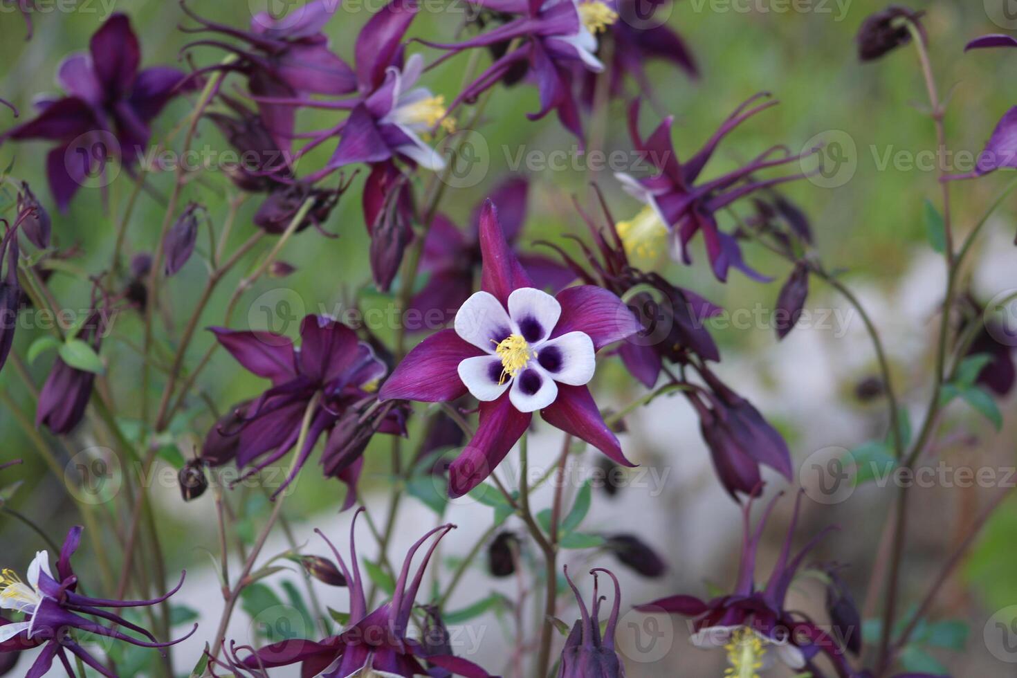 Aquilegia coerulea, the Colorado blue columbine, is a species of flowering plant in the buttercup family Ranunculaceae, photo