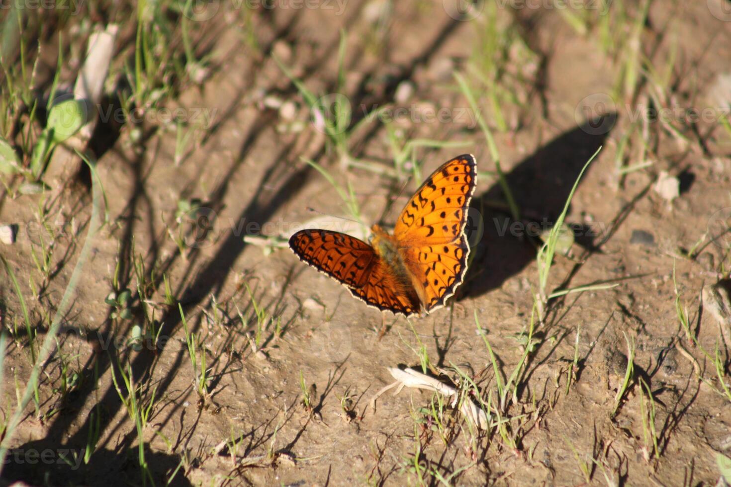 The Niobe fritillary or Fabriciana niobeis a species of butterfly in the family Nymphalidae. photo