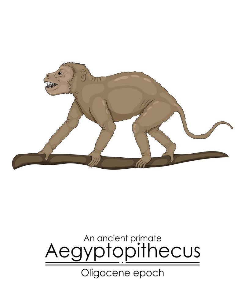 An ancient primate, aegyptopithecus from Oligocene epoch. vector