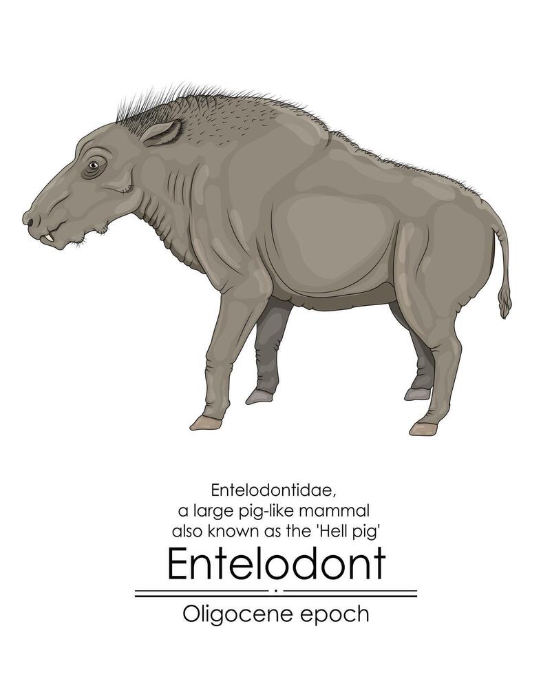 Entelodont, also known as the hell pig, was a large pig-like mammal from the Oligocene epoch. vector
