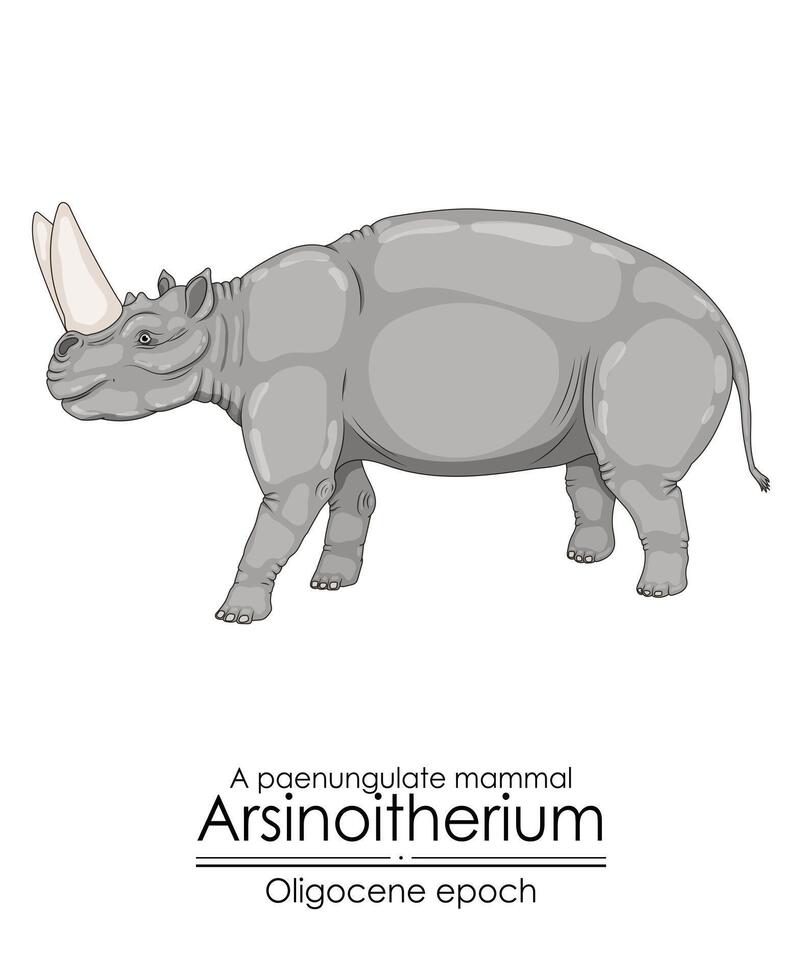Arsinoitherium, a paenungulate mammal from Oligocene epoch. It had large nasal horns and smaller frontal horns. vector