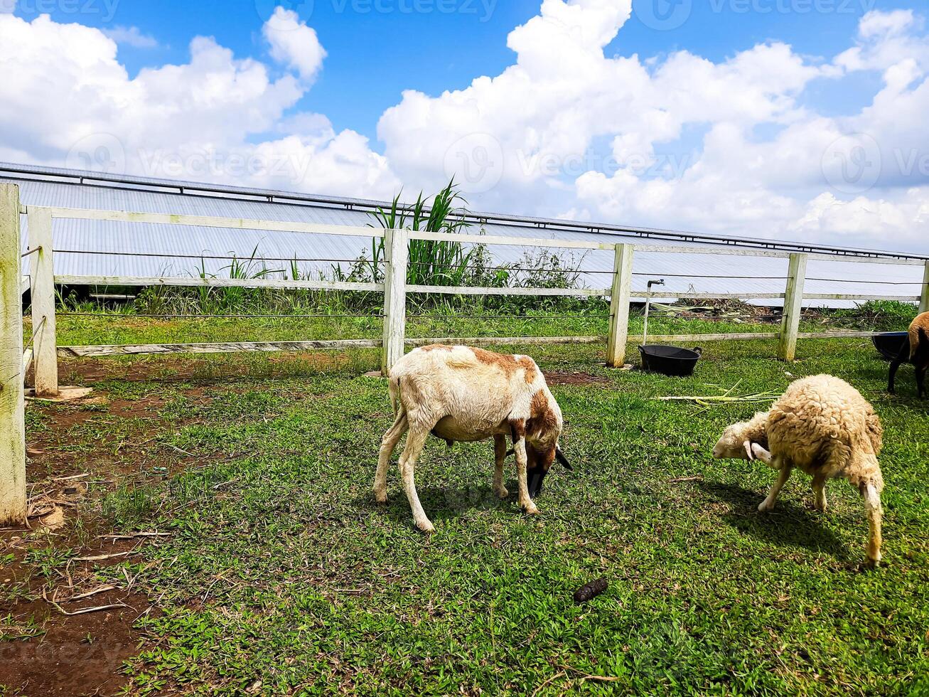 oveja agricultura en el sirukam lechería granja turismo pueblo en solok, Indonesia foto