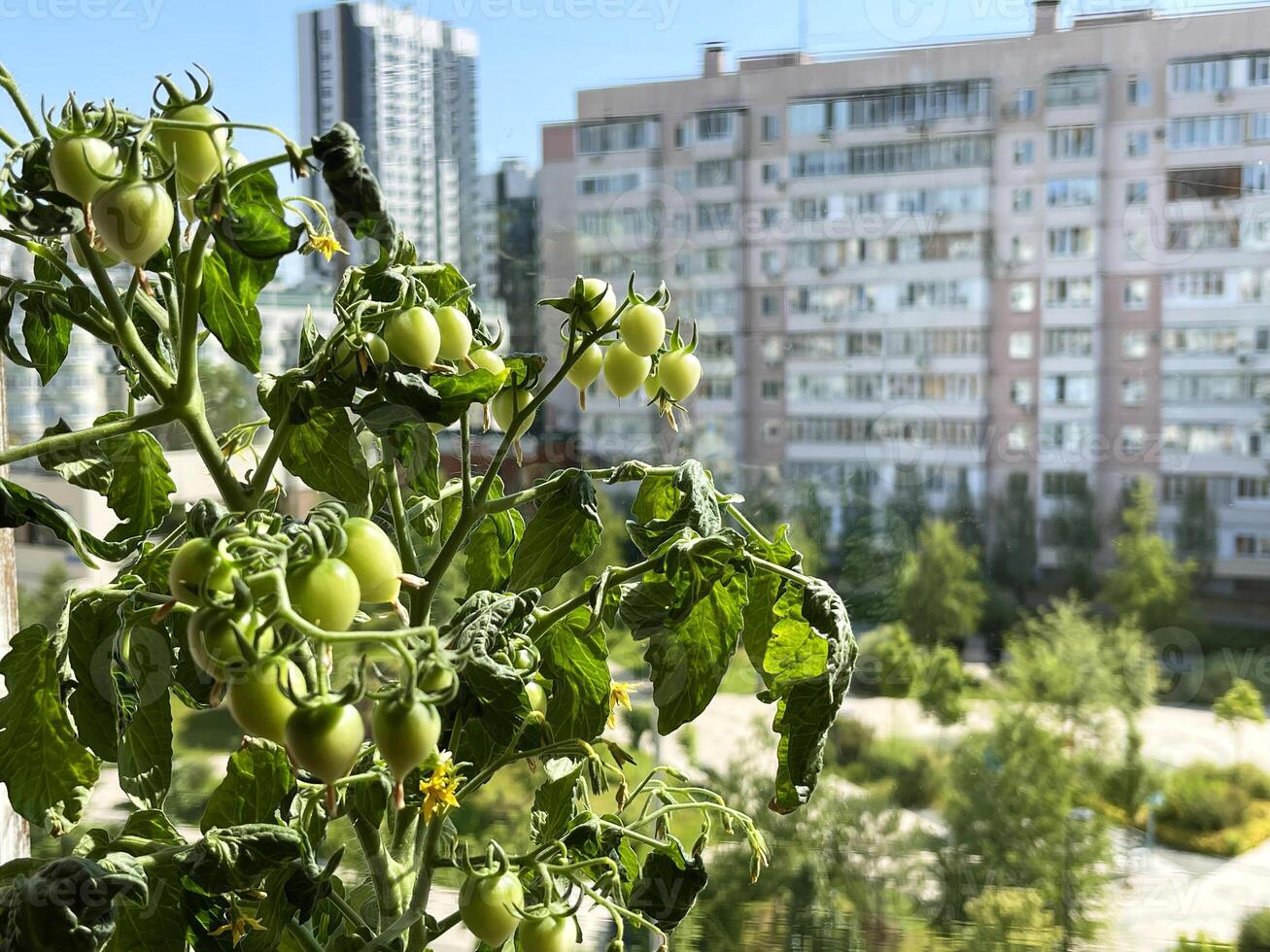 Balcony garden - unrape potted tomatoes on a balcony in a residential apartment building photo