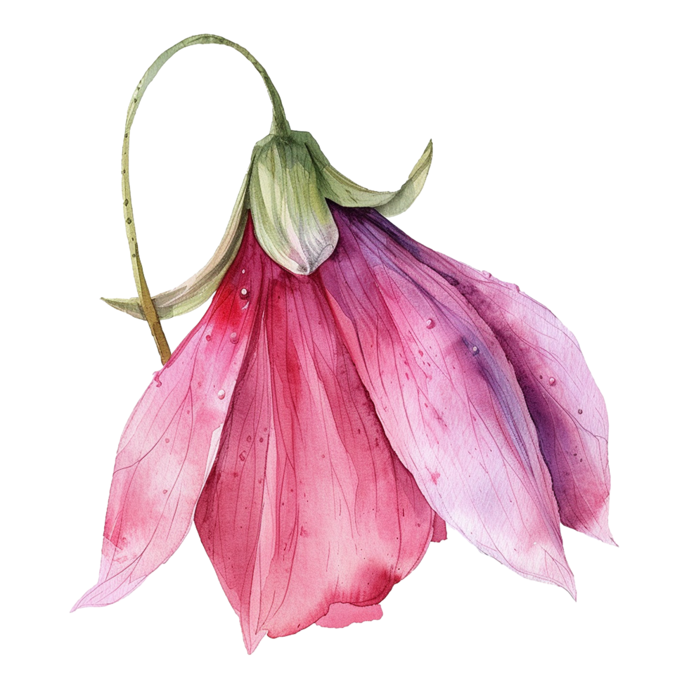 AI generated Musella flower watercolor isolated on transparent background png