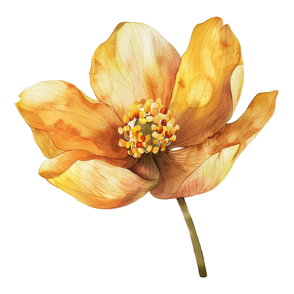 AI generated Musella flower watercolor isolated on transparent background png