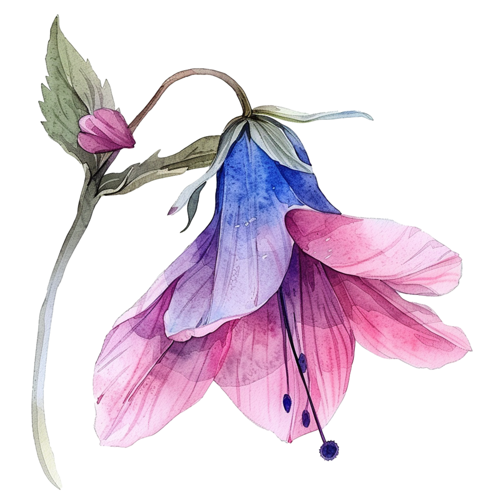 AI generated Musella flower watercolor isolated on transparent background png