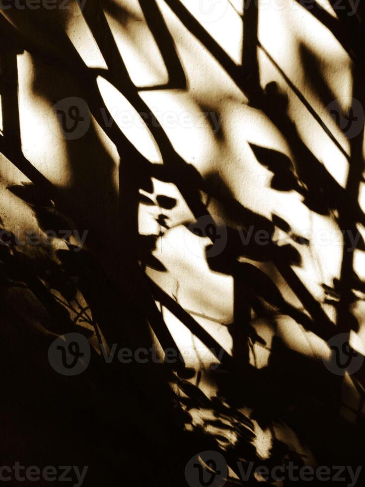 Leaves shadow on wall.Sunset time light and shadow contrast photo