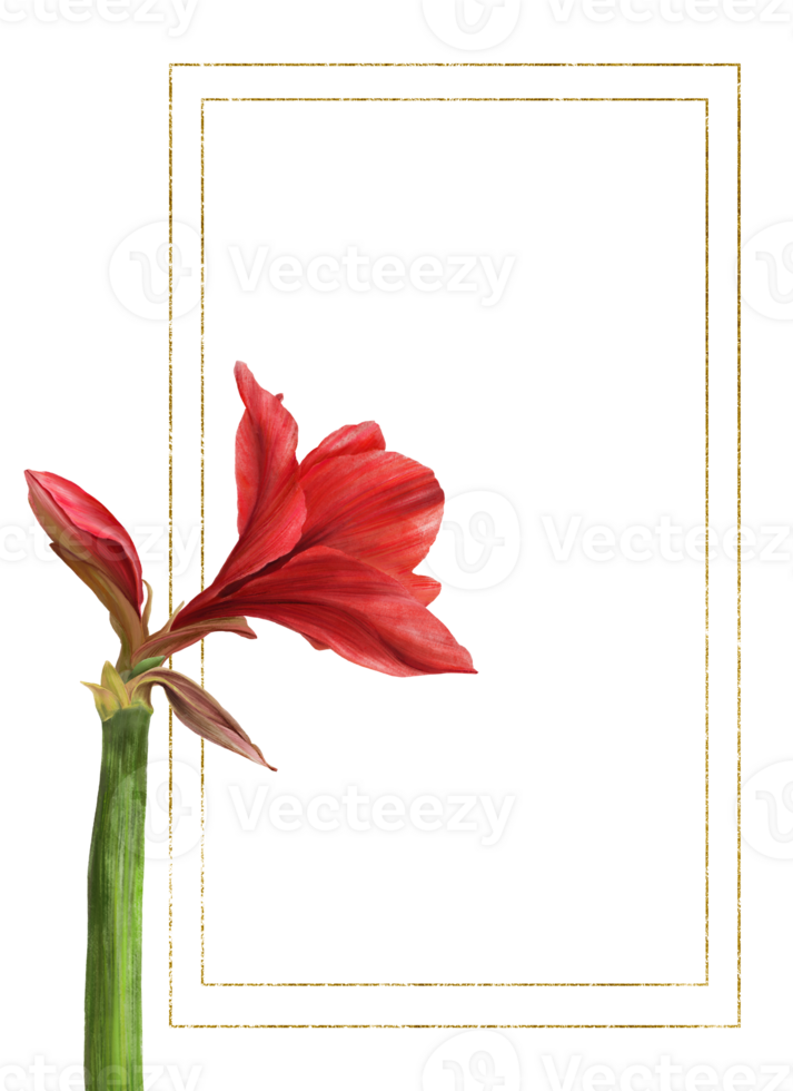 röd amaryllis blommor, stjälkar och knoppar med guld ram. hippeastrum växt mall. hand dragen digital vattenfärg illustration blommig ClipArt för bröllop, födelsedag kort skriva ut bakgrund png