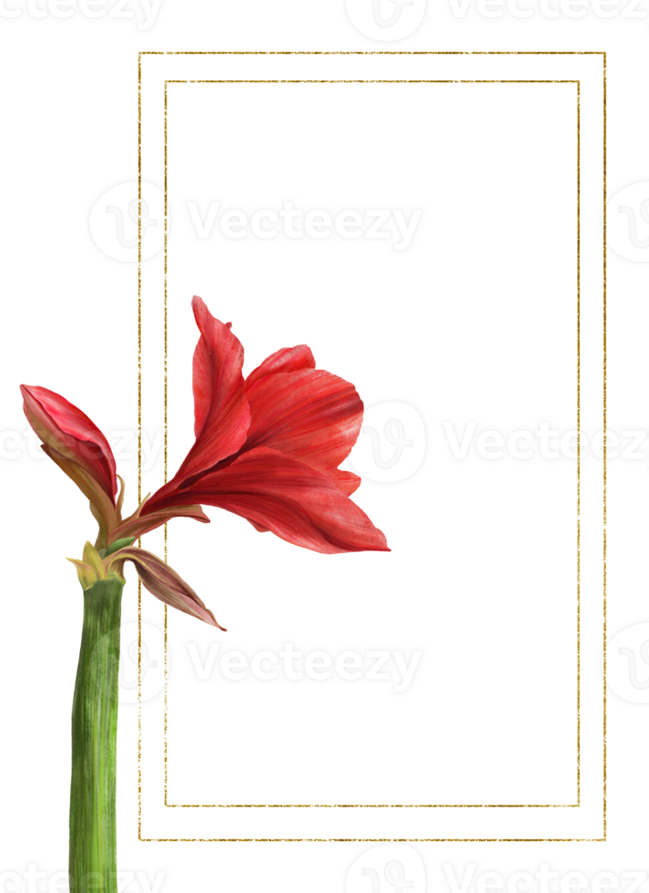 rot Amaryllis Blumen, Stängel und Knospen mit Gold rahmen. Hippeastrum Pflanze Vorlage. Hand gezeichnet Digital Aquarell Illustration Blumen- Clip Art zum Hochzeit, Geburtstag Karte drucken Hintergrund png