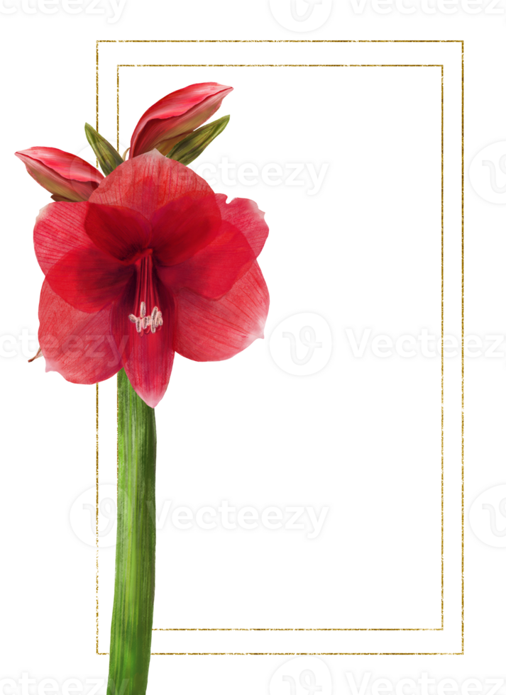 rot Amaryllis Blumen, Stängel und Knospen mit Gold rahmen. Hippeastrum Pflanze Vorlage. Hand gezeichnet Digital Aquarell Illustration Blumen- Clip Art zum Hochzeit, Geburtstag Karte drucken Hintergrund png