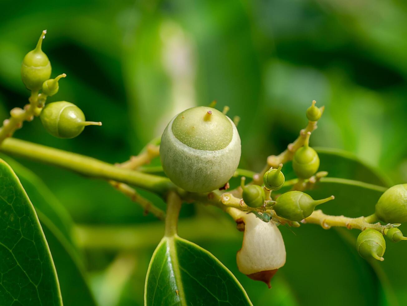 Olax psittacorum tree photo