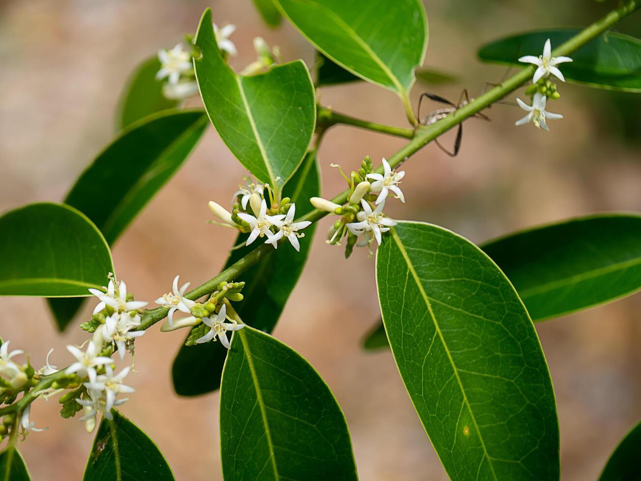 Olax psittacorum tree photo