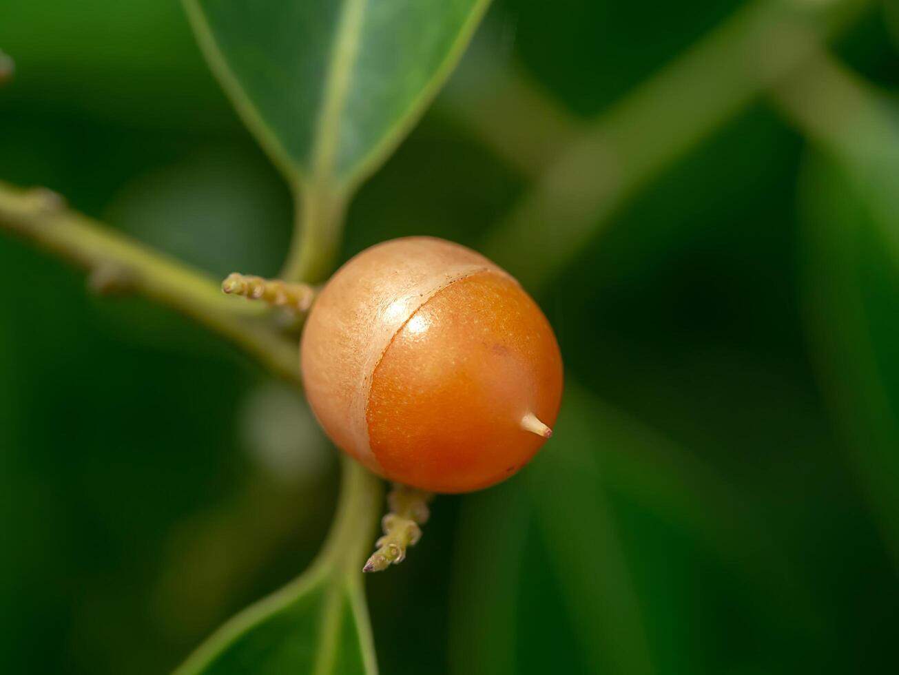 Olax psittacorum tree photo