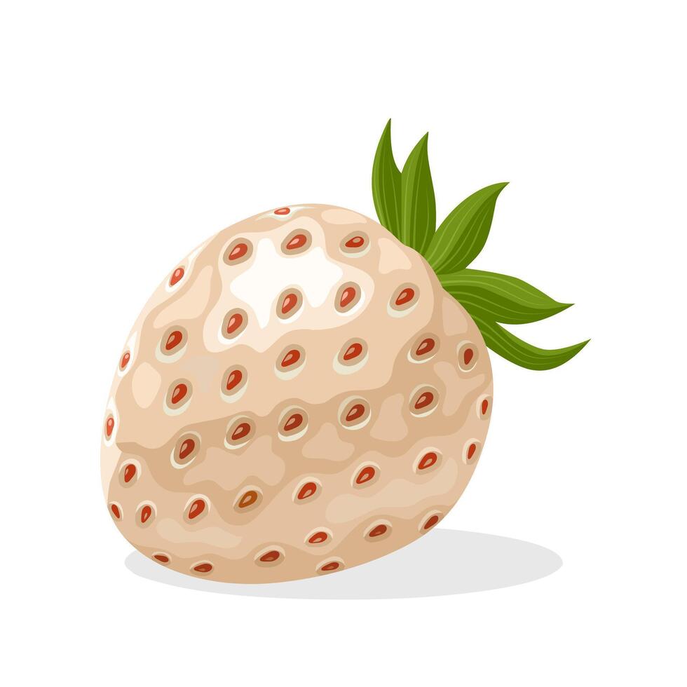 Vector illustration, Pineberry or white strawberry, isolated on white.