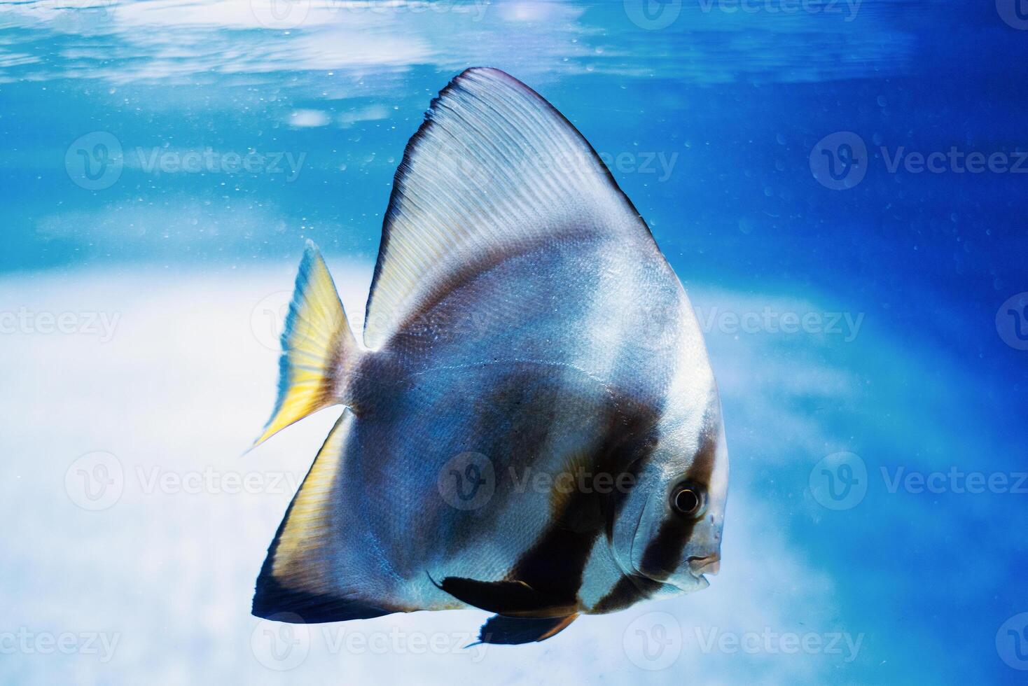 Orbicular batfish Platax orbicularis - ocean and sea fish in the aquarium photo