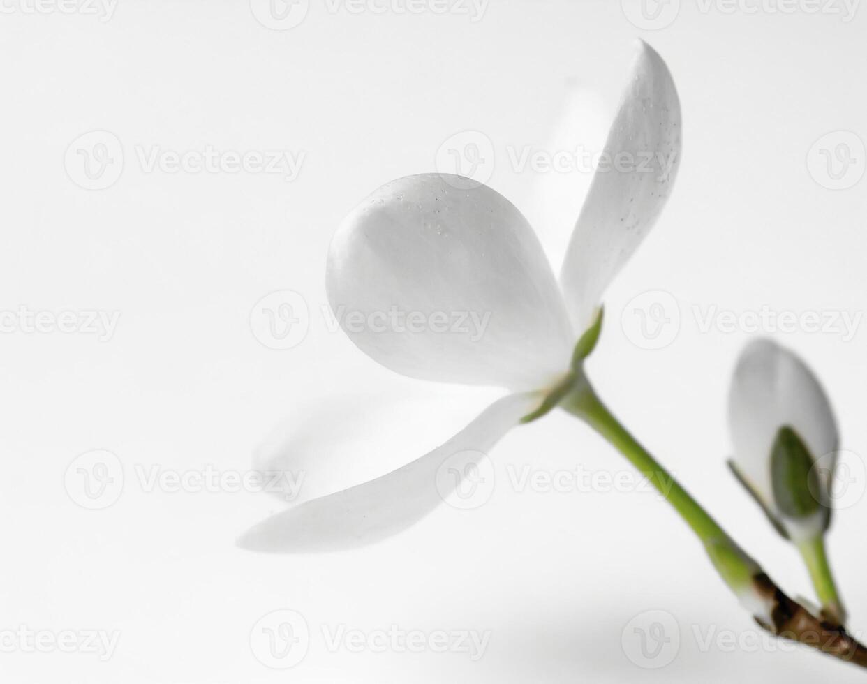 ai generado plantas ese floración a noche foto