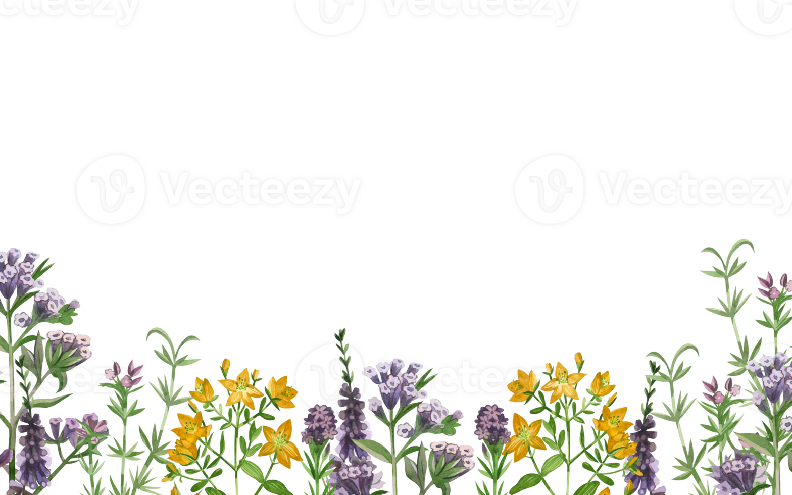 waterverf illustratie. de grens van bloemen en weide grassen van longkruid, st. John's wort, heide, en oregano is hand getekend in gekleurde aquarellen. voor het drukken Aan boeken, textiel, ontwerp png