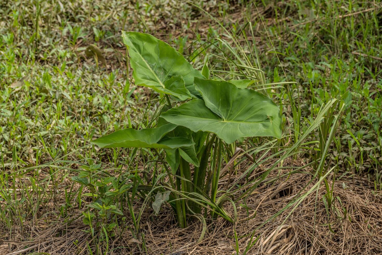 Broad leaf arrowhead plant in the wetlands photo