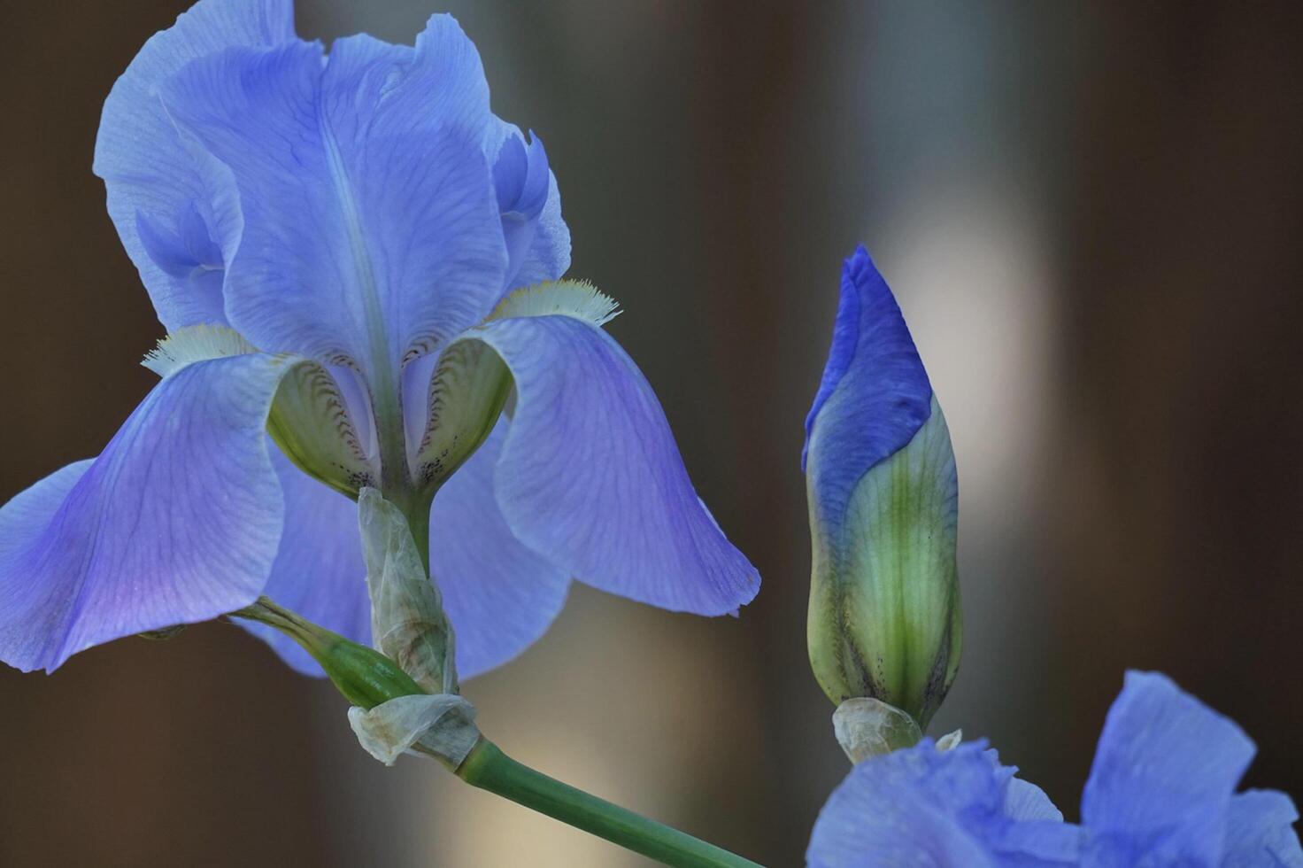 Flower photo,Beautiful flowers images,Flower images wallpapers,Flower Photography photo