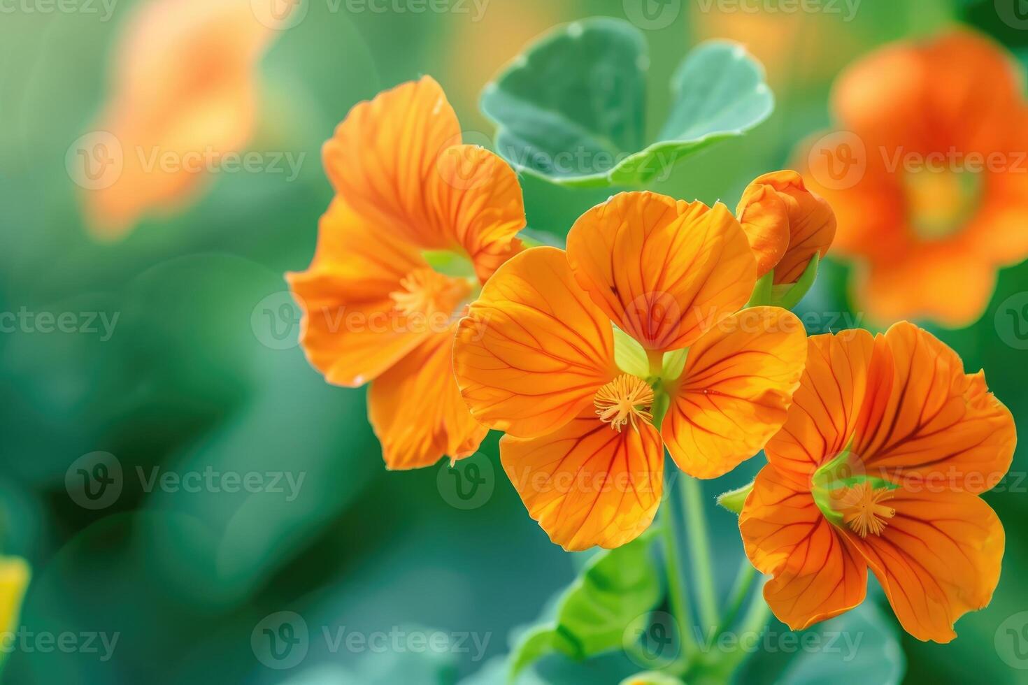 AI generated Beautiful flowers of nasturtiums. photo