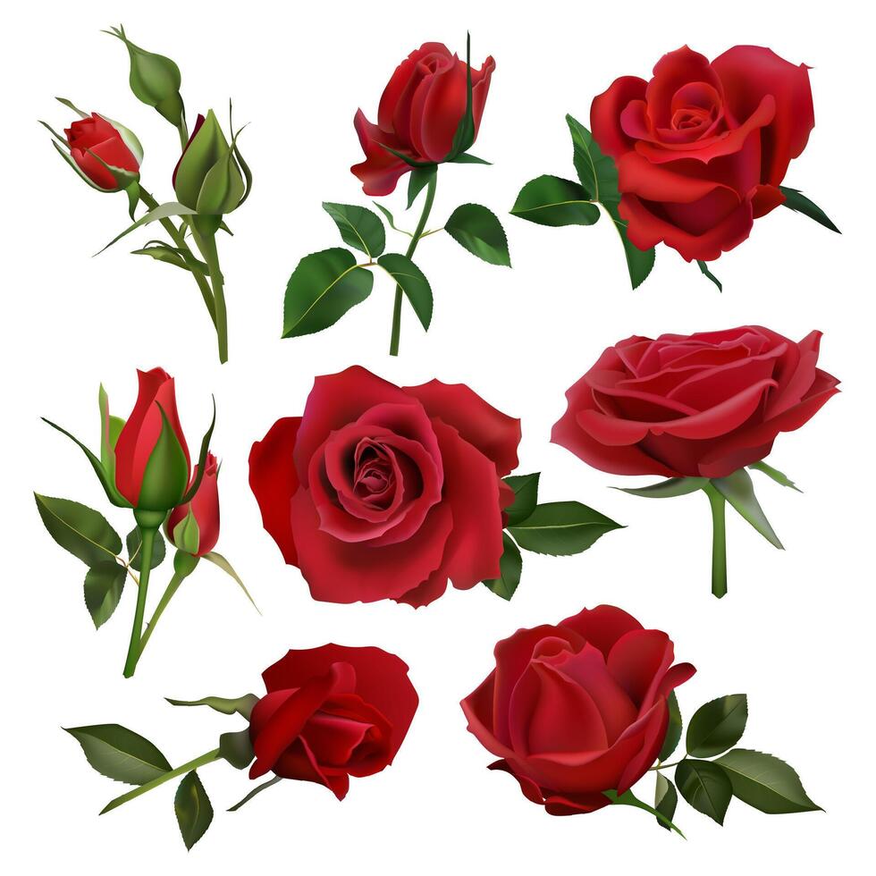 Realistic decorative roses bouquet. Floral red roses bouquets, flowers with leaves and burgeon, flowers blossom bunch isolated vector illustration set