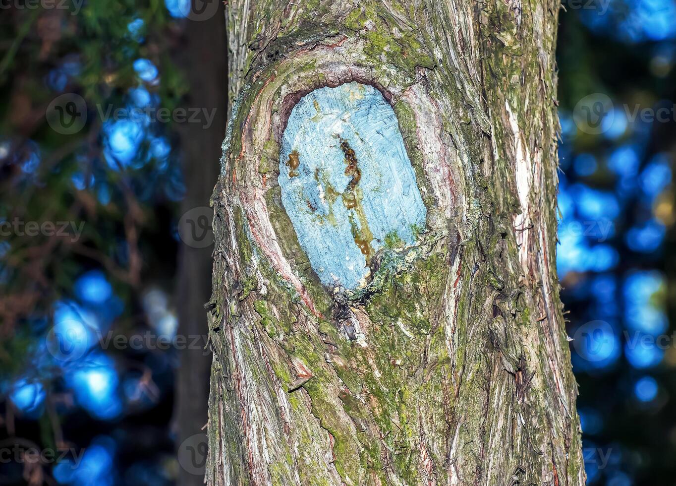 Bark texture of Platycladus orientalis, aka Chinese thuja, Oriental arborvitae, or biota photo