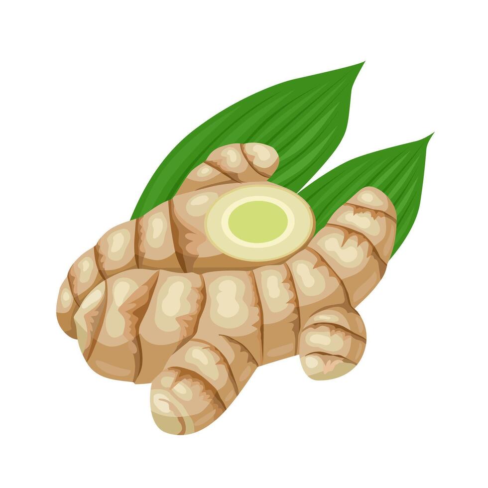 Vector illustration, Curcuma amada rhizome, or mango ginger, with green leaves, isolated on white background.