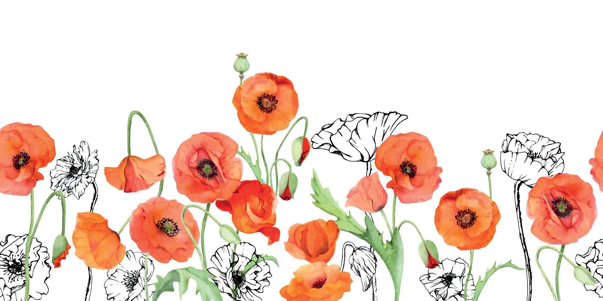 mano dibujado acuarela botánico ilustración flores hojas. rojo amapola papaver, tallos brotes vainas de semillas. sin costura bandera aislado blanco antecedentes. diseño boda, amor tarjetas, remembranza día papelería vector