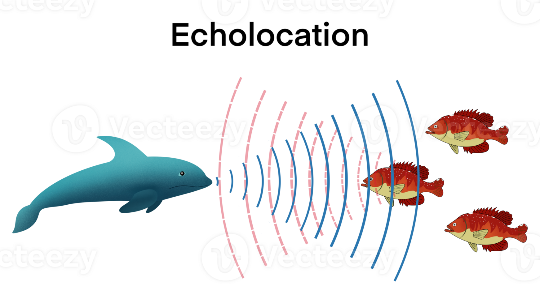 Animation von Biologie, Echoortung im Delfine, Delfine jagen ihr Beute durch Herstellung hoch aufgeschlagen Geräusche und Hören zum Echos, Bio Sonar Klang erkennen Objekt Lokalisieren messen Beute Welle reflektieren png