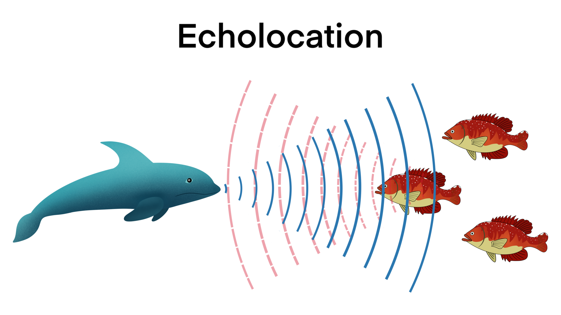 animation of biology, echolocation in dolphins, Dolphins hunt their ...