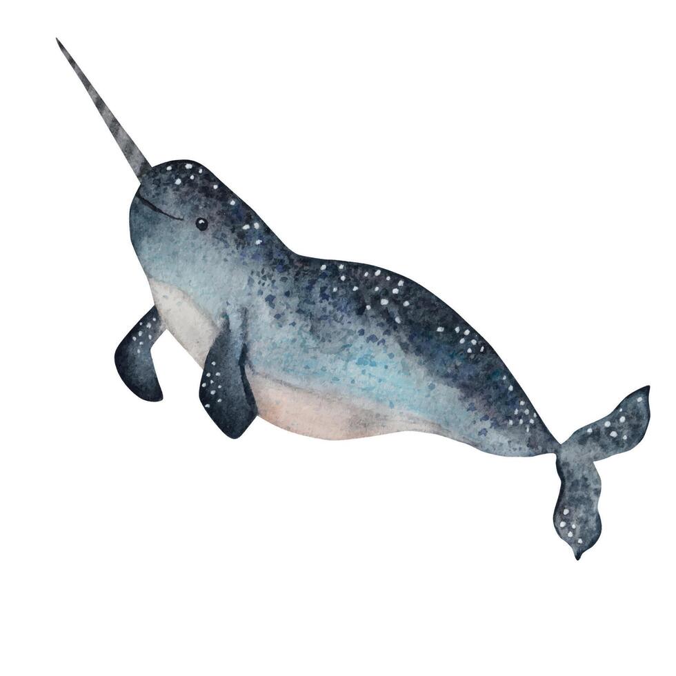 Narwhal. Watercolor illustration vector