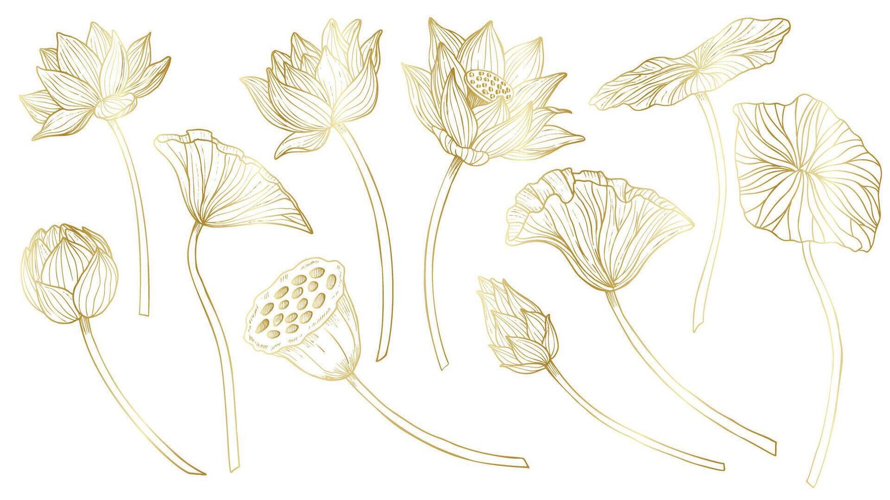 Lotus vector set. Linear drawing with flowers and leaves in golden colors. Engraved illustration of water lily in outline style for spa or Zen design. Monochrome etching for icon or logo