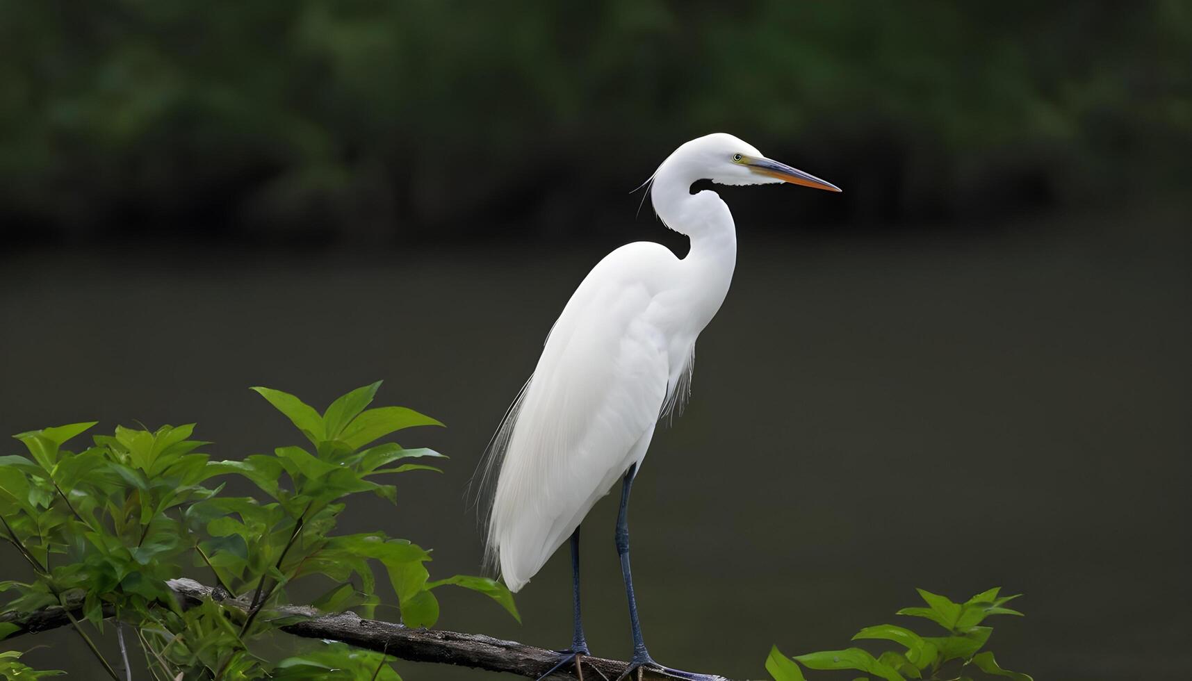 AI generated Great White Egret bird Stock Photo,Egret bird photography.Wildlife Photography, photo