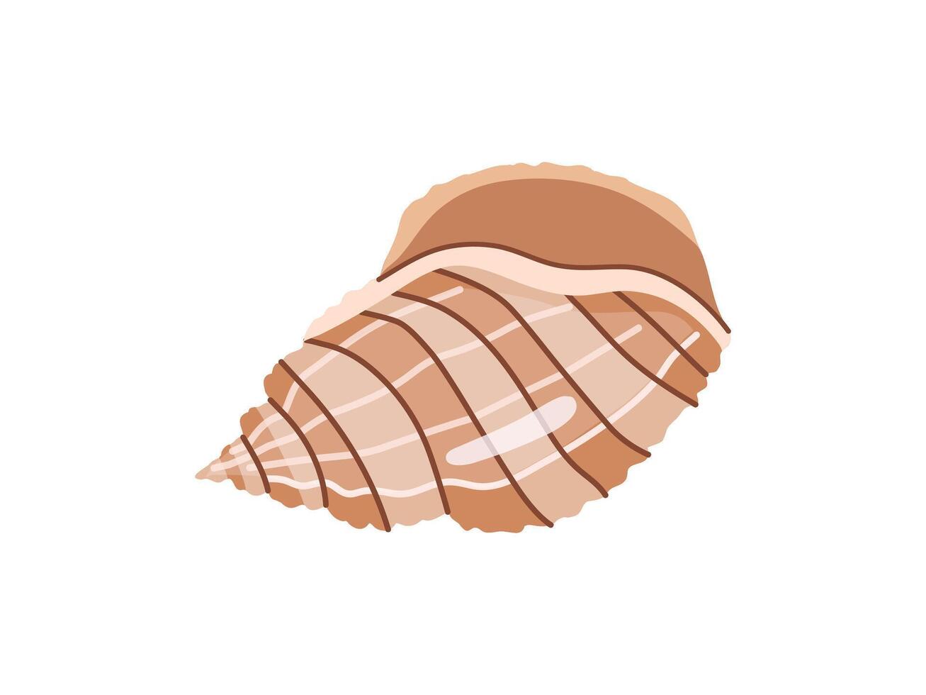 Sea shells vector illustration, mollusks. Flat illustration of seashell on white background. Ocean element for stickers.