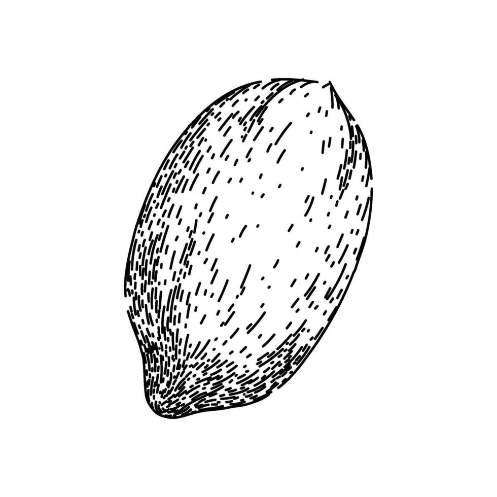 vintage pecan nut sketch hand drawn vector