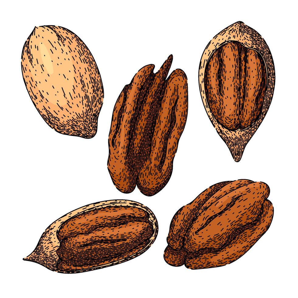 pecan nut set sketch hand drawn vector