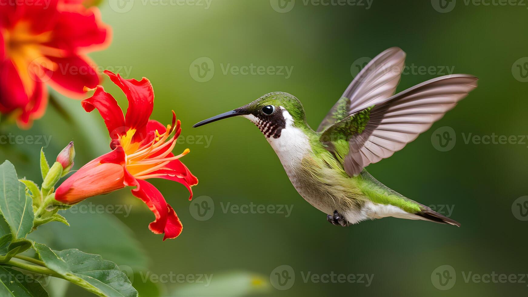 AI generated Hummingbird green crowned brilliant flying next to beautiful red flower photo