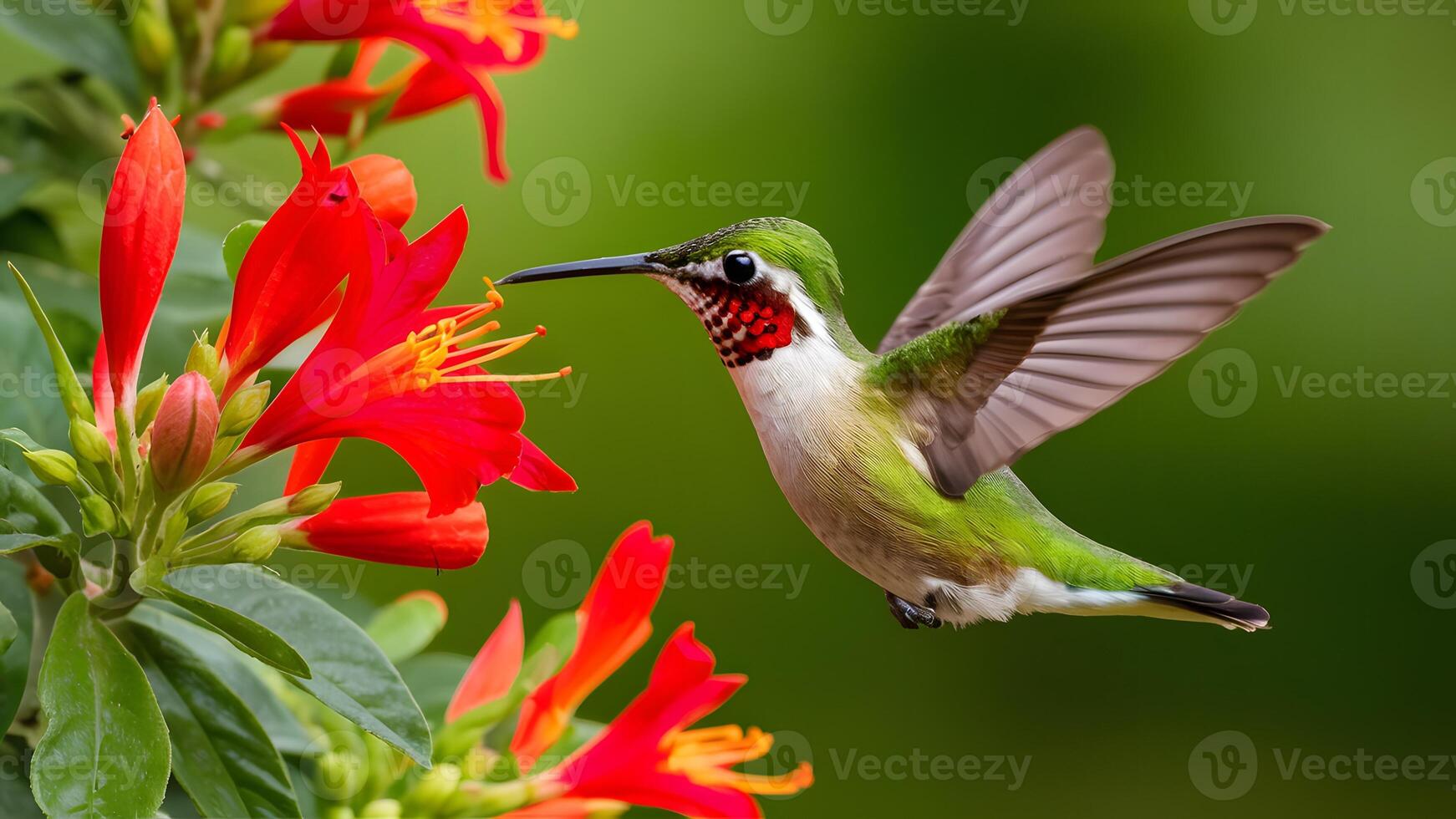 AI generated Hummingbird green crowned brilliant flying next to beautiful red flower photo