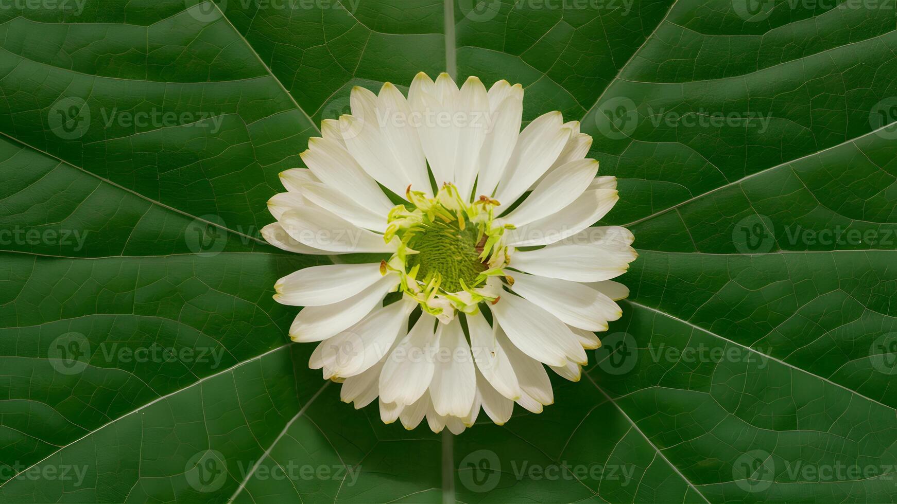 AI generated Stevia flower, natural sugar substitute, isolated over white background photo