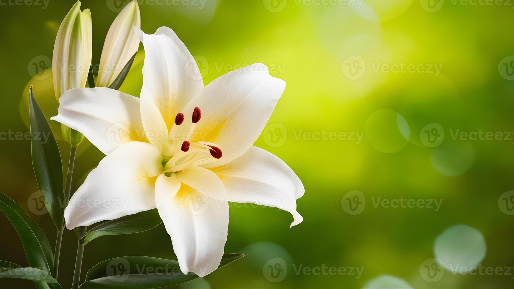 AI generated White lilium flower brings tranquility to spa design background photo