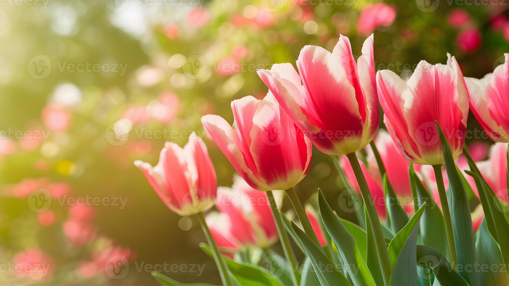 AI generated Captivating bokeh enhances bright spring tulips in floral background photo