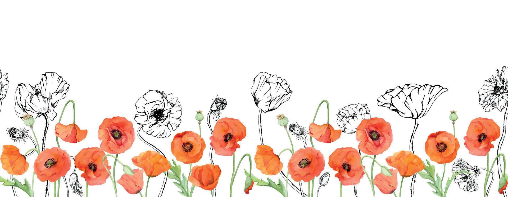 mano dibujado acuarela botánico ilustración flores hojas. rojo amapola papaver, tallos brotes vainas de semillas. sin costura bandera aislado blanco antecedentes. diseño boda, amor tarjetas, remembranza día papelería vector