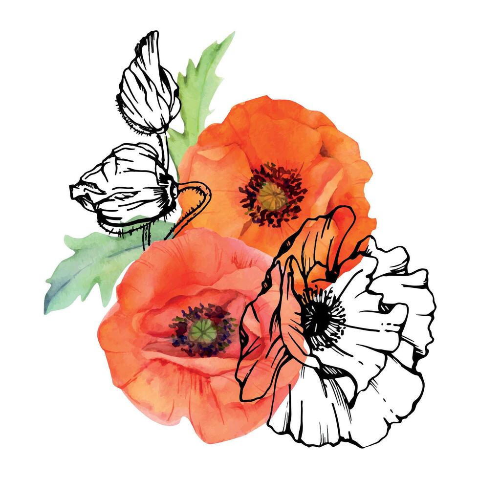 mano dibujado acuarela botánico ilustración flores hojas. rojo amapola papaver, tallos brotes vainas de semillas. campo ramo de flores aislado en blanco antecedentes. diseño boda, amor tarjetas, remembranza día papelería vector