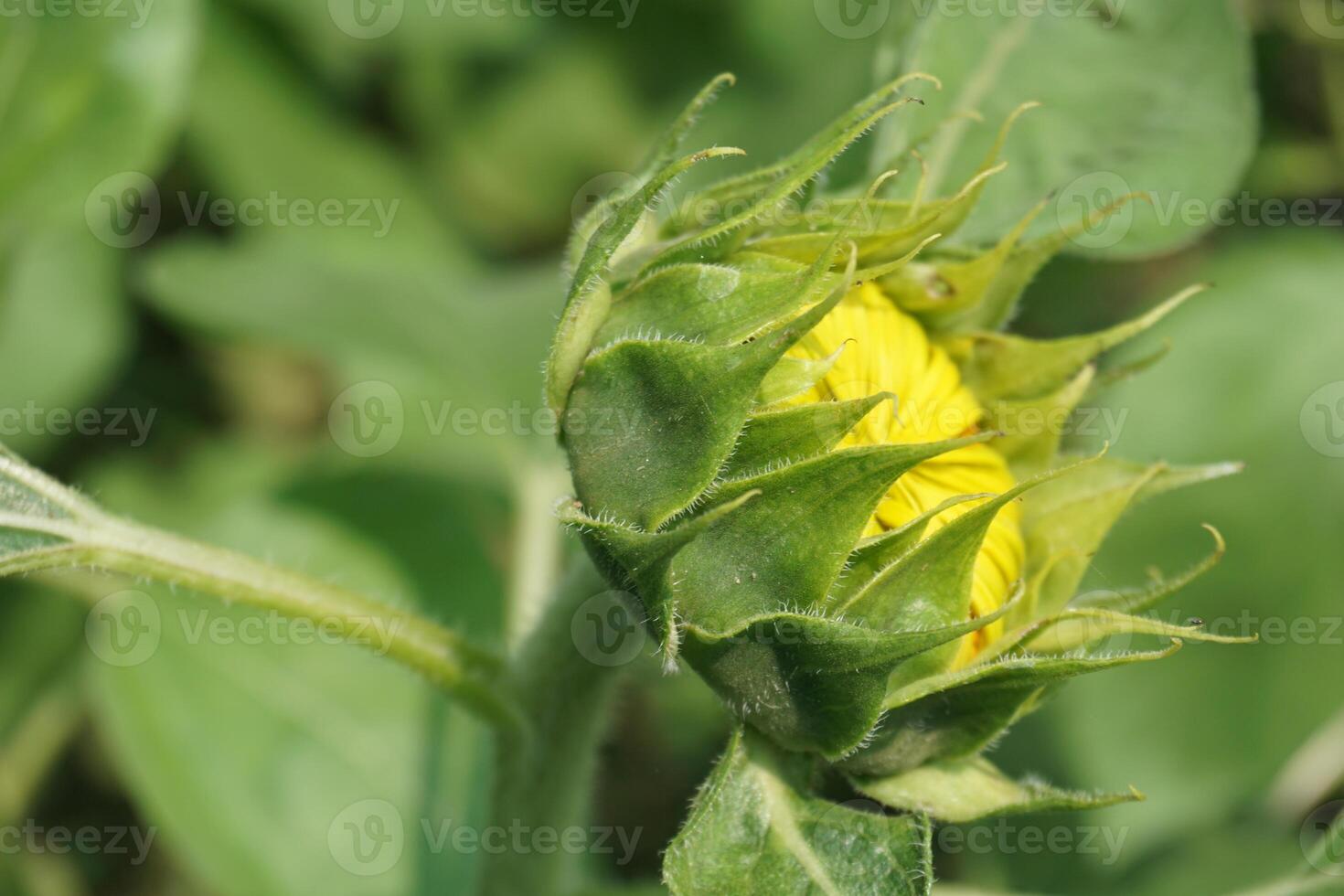 Beautiful young sunflower in a natural background, the center of a growing unrevealed flower, photo