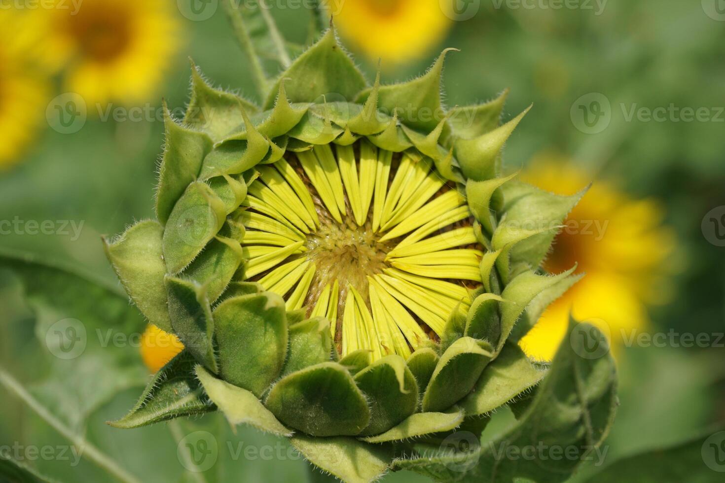 Beautiful young sunflower in a natural background, the center of a growing unrevealed flower, photo