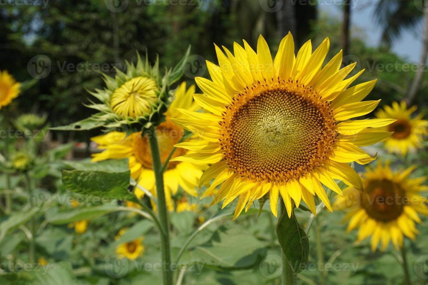 a sunflower in a field of green leaves background photo